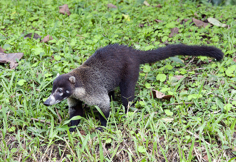 白鼻子coatimundi行走-当地称为pizotes, Koatis / Coatis是浣熊家族的一员